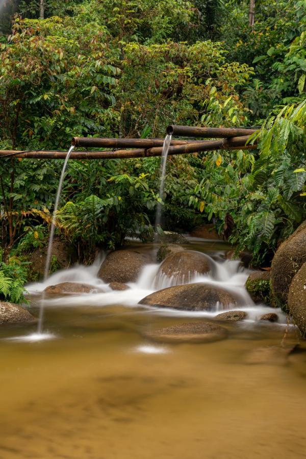 Rain Forest Inn Ringlet Dış mekan fotoğraf